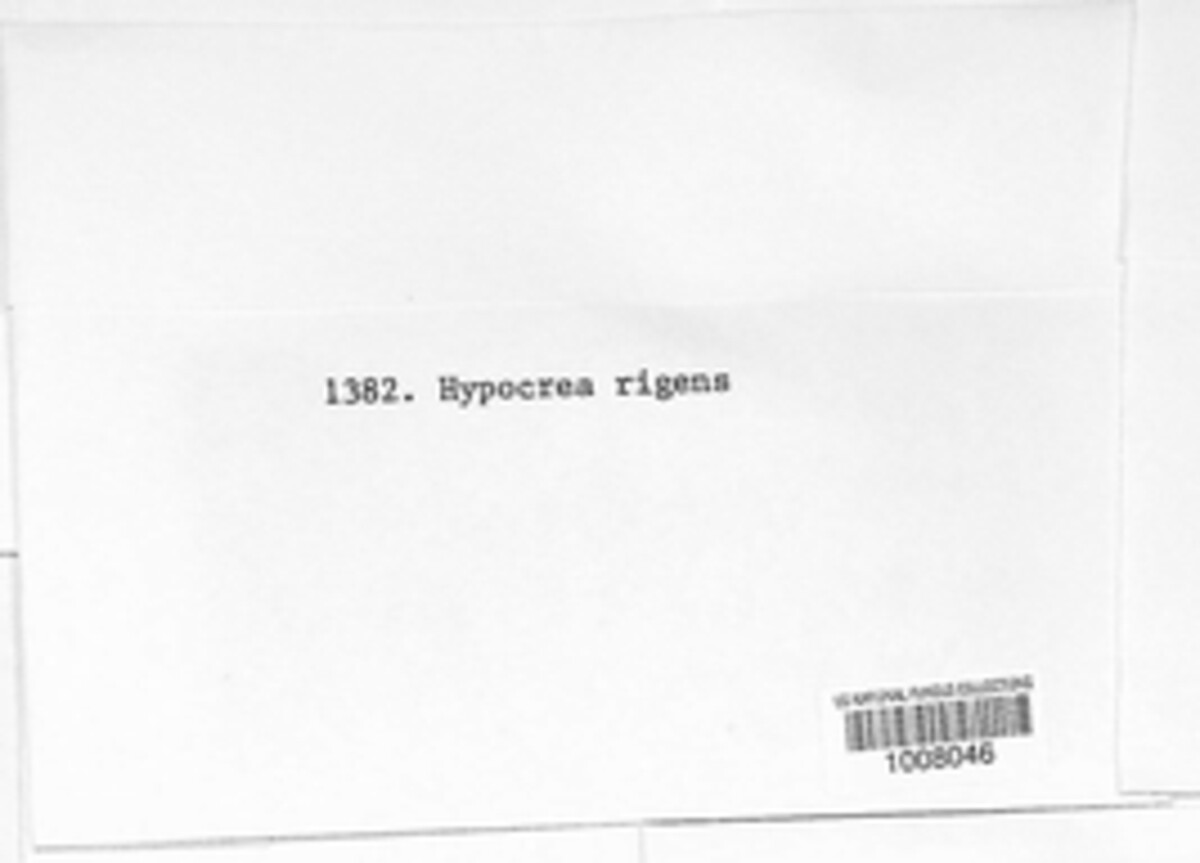 Trichoderma citrinoviride image